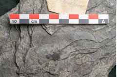 Foto (Detailansicht) von Plantae indet.  (NHMW-GEO-2024-0188-11545)